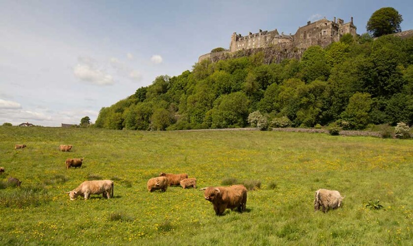 Mucche pelose e Castello di Stirling